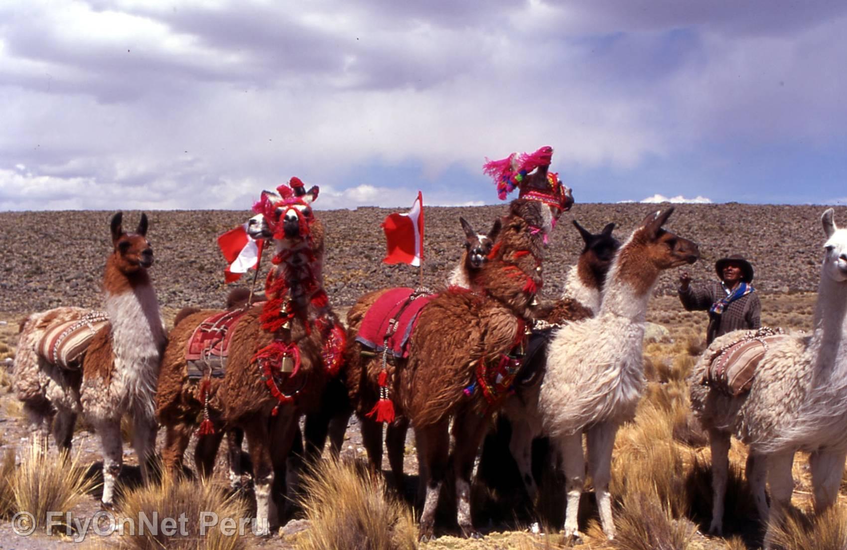 Album photos: Lamas